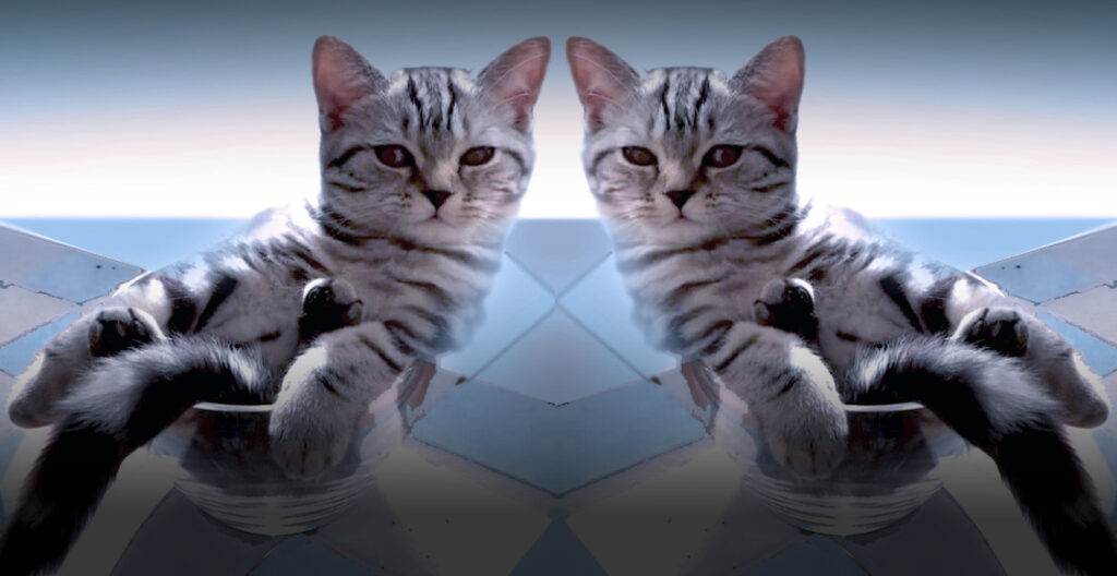 A gray tabby cat lounges in a glass bowl, the image is mirrored down the middle, so there are two lounging tabbies looking at us. The background is a cool blue gradient with geometric tiles.