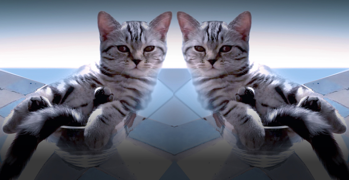A gray tabby cat lounges in a glass bowl, the image is mirrored down the middle, so there are two lounging tabbies looking at us. The background is a cool blue gradient with geometric tiles.