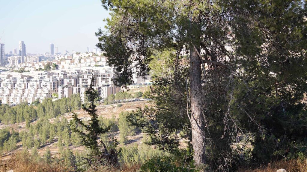 A brightly lit landscape photo. In the foreground there’s a coniferous tree covered in pine cones. Beyond that there is a sparse landscape covered in shrubs and conifers. In the distance a city is visible, the city is made up of identical condominiums and tower blocks, with sky scrapers at the skyline jutting into a grey-blue sky.
