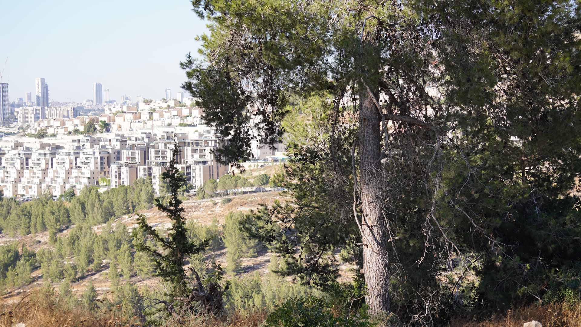 A brightly lit landscape photo. In the foreground there’s a coniferous tree covered in pine cones. Beyond that there is a sparse landscape covered in shrubs and conifers. In the distance a city is visible, the city is made up of identical condominiums and tower blocks, with sky scrapers at the skyline jutting into a grey-blue sky.