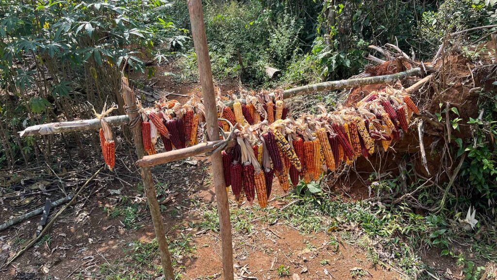 A photograph of shucked corn cobs hung in rows from two posts in a verdant green forest setting. The corn is strikingly different from commercial corn, they appear smaller and each cob is brightly coloured in reds, oranges, and yellows.