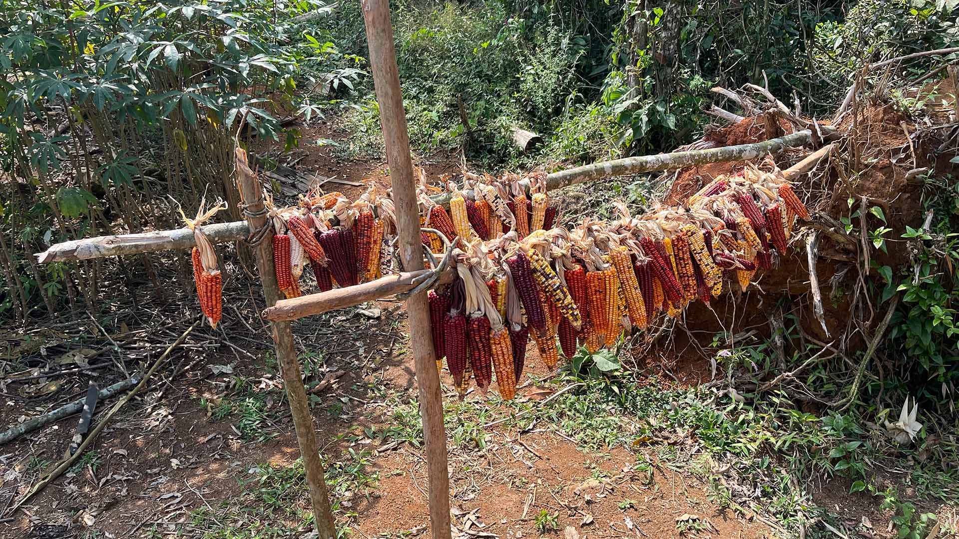 A photograph of shucked corn cobs hung in rows from two posts in a verdant green forest setting. The corn is strikingly different from commercial corn, they appear smaller and each cob is brightly coloured in reds, oranges, and yellows.